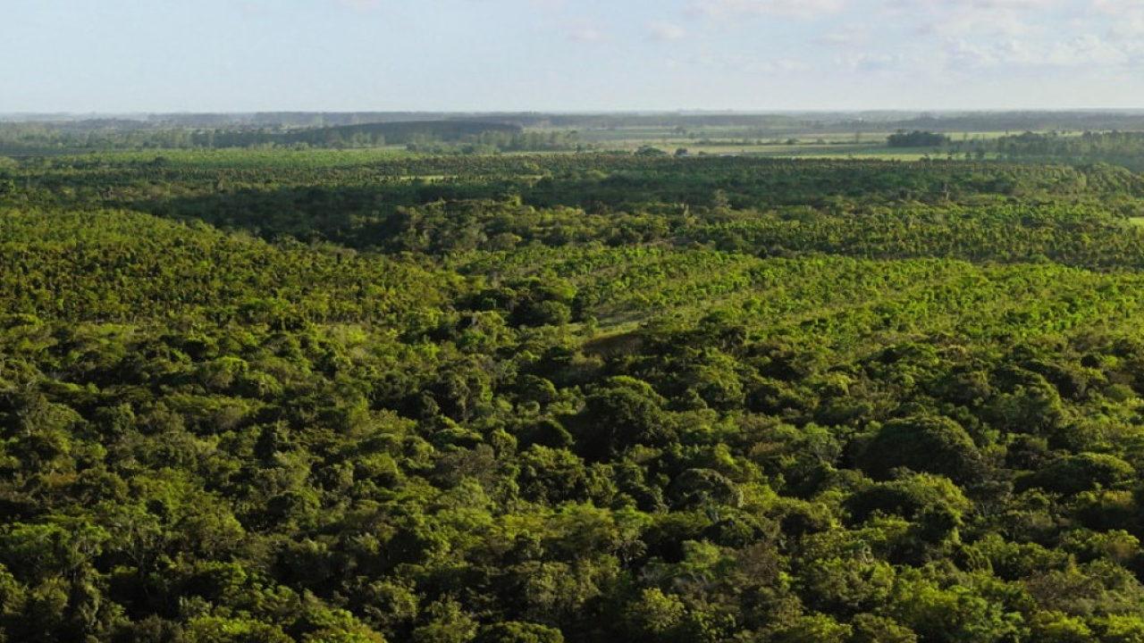 Apple lancia un progetto per ripristinare una foresta di sequoie in California